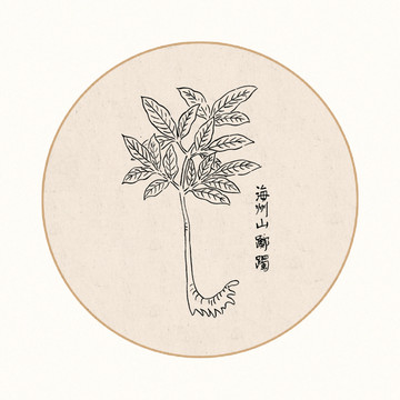 山躑蜀中醫(yī)中草藥素材白描矢量
