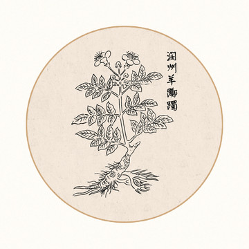 羊躑蜀中醫(yī)中草藥素材白描矢量