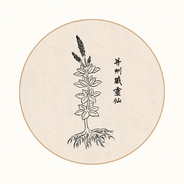 威灵仙中医中草药素材白描矢量