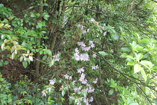 雁荡山