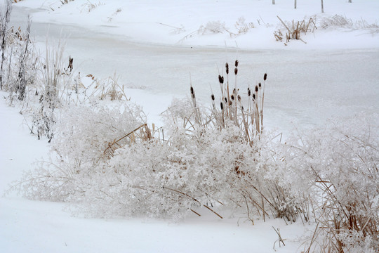 冰雪枯草