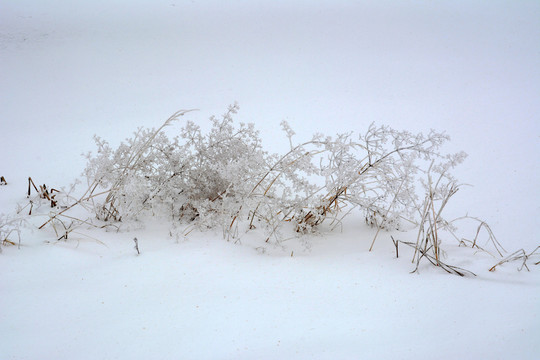 冰雪枯草