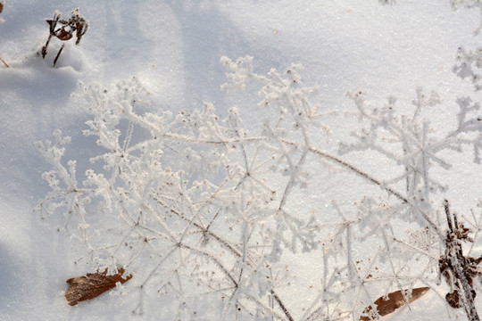 冰雪枯草