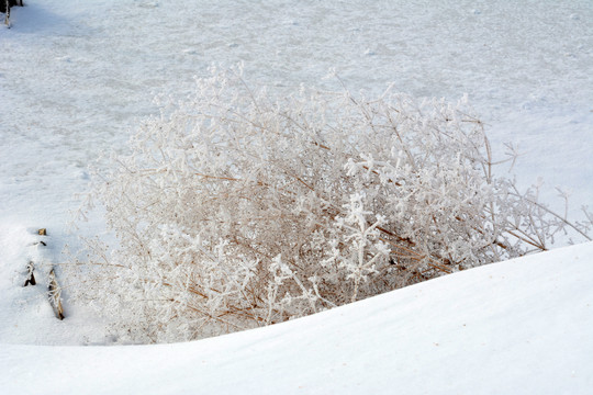 冰雪枯草