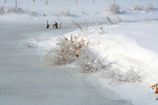 冰雪枯草