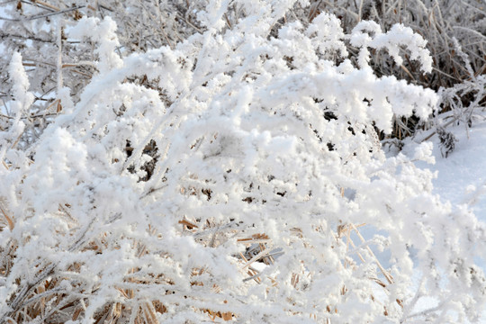 冰雪植物小景