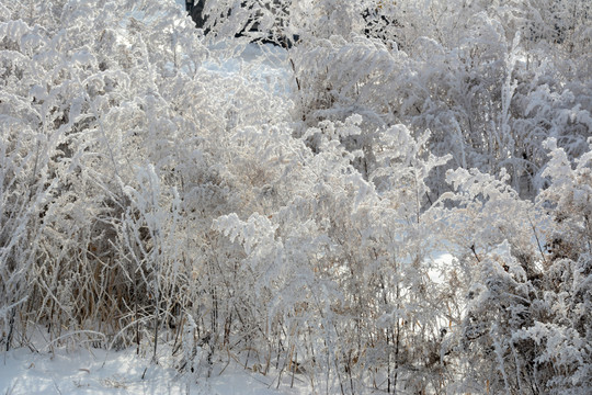 冰雪植物小景