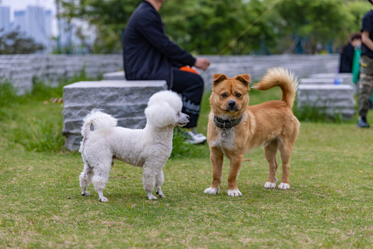 两只小狗