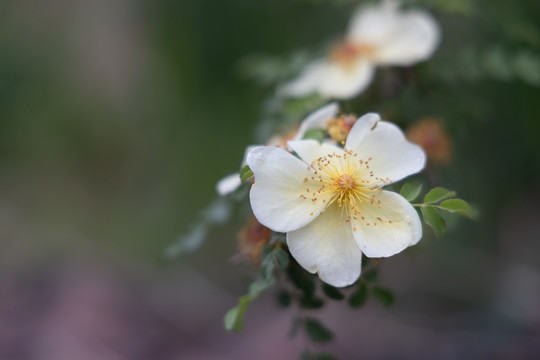 刺玫花