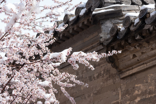 桃花雪