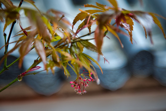 红枫开花了