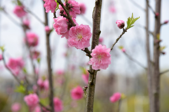 春暖花开