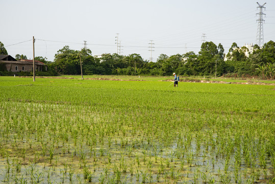 田园风光