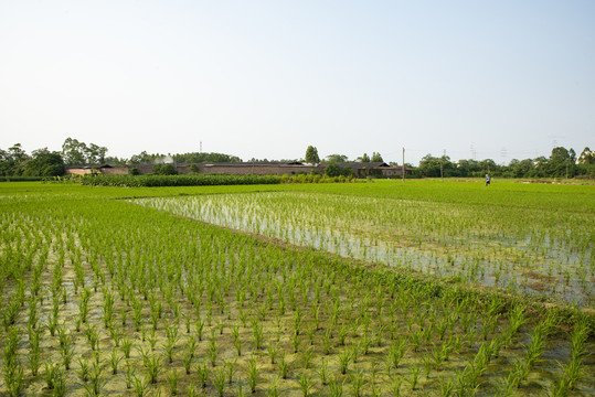 田园风光