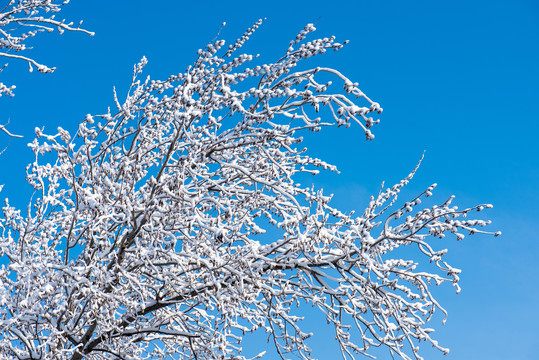 树枝上的雪