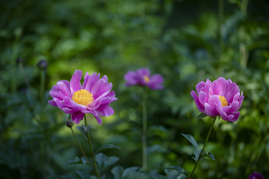 红勺药