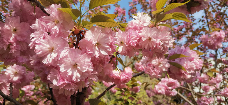 樱花