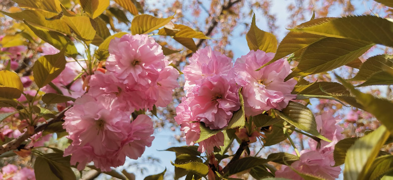 樱花