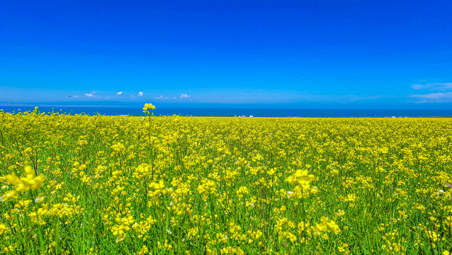 青海湖油菜花