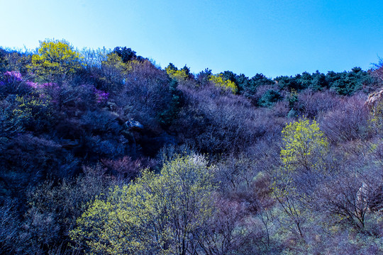 京东大峡谷