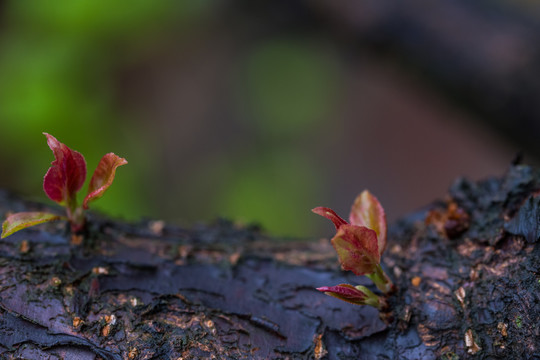 树芽