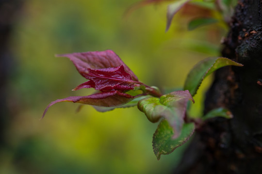 树芽