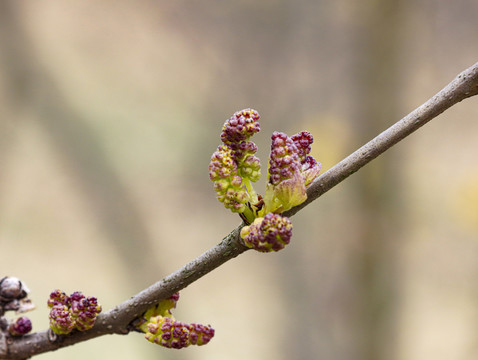 春芽