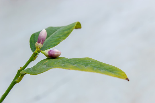 柠檬花骨朵图片