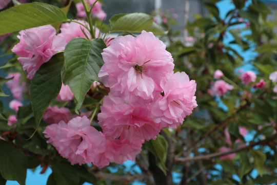 樱桃花樱花