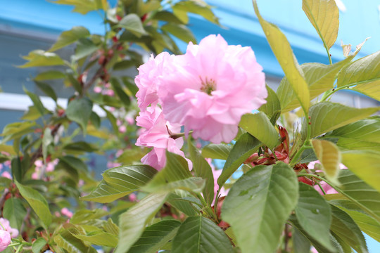 樱桃花樱花