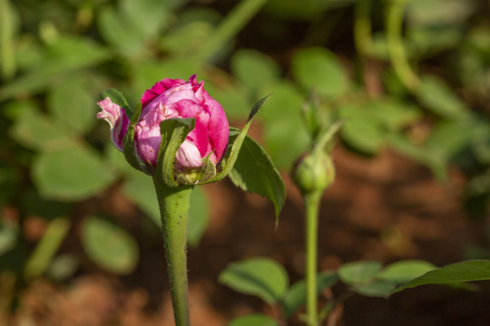 大富贵月季花