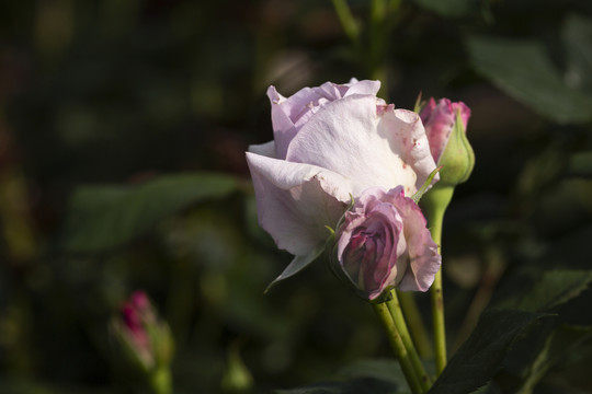 蓝色风暴月季花