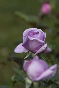 紫色月季花