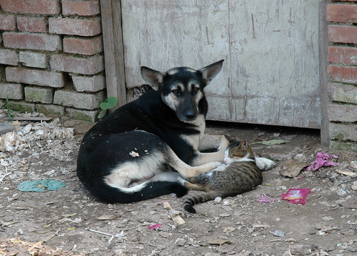 猫狗一家亲