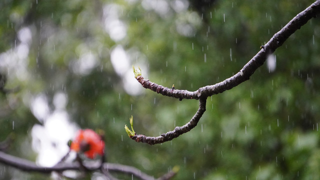 春雨中的叶芽儿