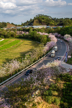 广西蒙山彩虹公路紫荆花盛开