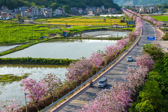 广西蒙山彩虹公路紫荆花盛开