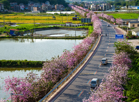 广西蒙山彩虹公路紫荆花盛开