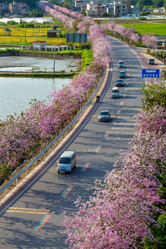 广西蒙山彩虹公路紫荆花盛开