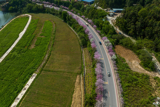 广西蒙山彩虹公路紫荆花盛开