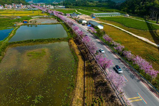 广西蒙山彩虹公路紫荆花开