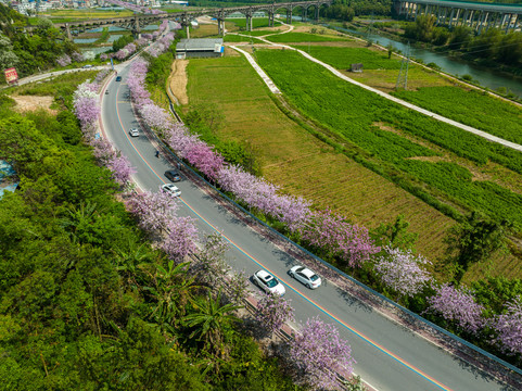 广西蒙山彩虹公路紫荆花开