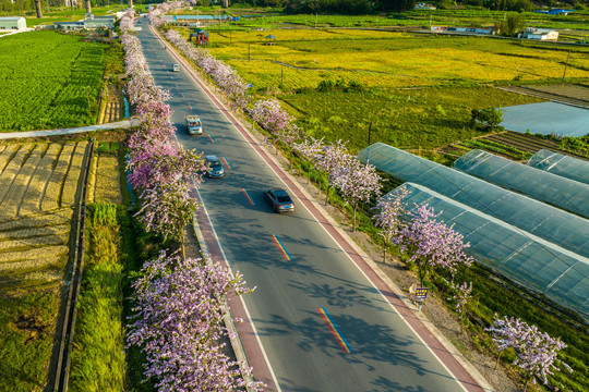 广西蒙山彩虹公路紫荆花开