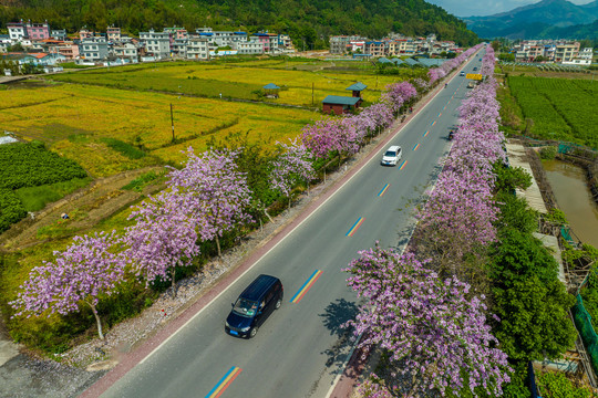 广西蒙山彩虹公路紫荆花开