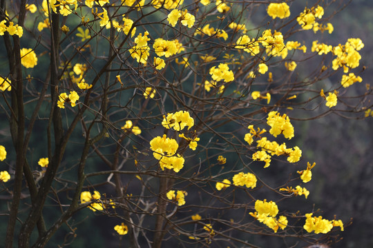 风铃花