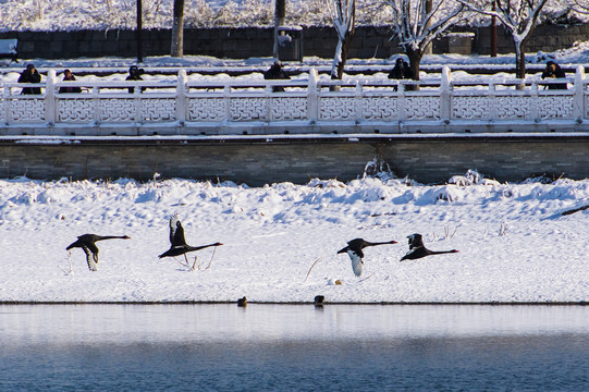 天鹅湖雪景