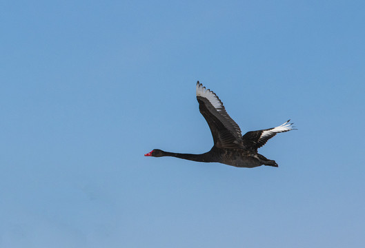 一只飞翔的黑天鹅