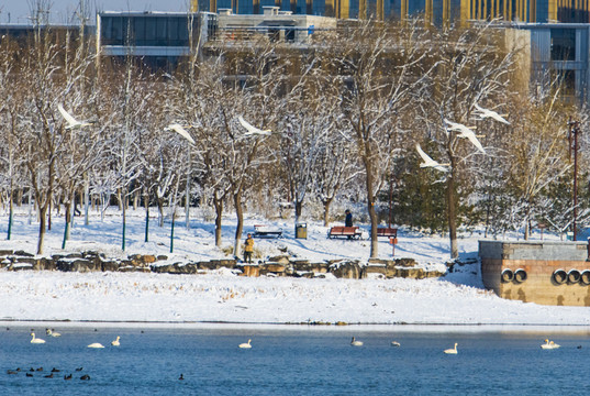 北京大兴南海子天鹅湖雪景