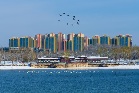 北京亦庄南海子天鹅湖雪景