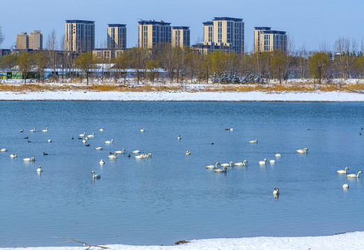 北京亦庄南海子天鹅湖雪景